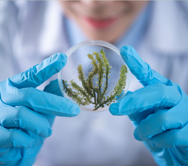 Close up of scientist with gloved hands holding a petri dish full of seaweed