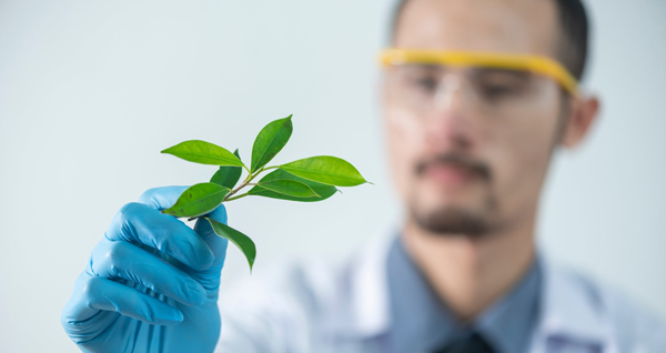 A person holding a leaf